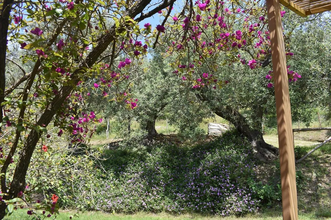 Chalet Tra Gli Ulivi: • Giardino • Wifi • A/C • Bbq Villa Capri Leone